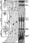 Diagram to illustrate Minute Structure of the Cerebral Cortex