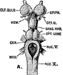 Brain of Petromyzon marinus (sea lamprey),dorsal view.