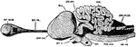 Section of brain of turtle