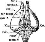 Ventral view of the brain of ornithorynchus