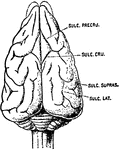 Dorsal view of the brain of a ratel