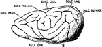 Lateral view of the brain of a ratel