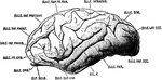 Lateral view of cerebral hemisphere of Gorilla