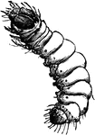 The larva of a <em>Coleophora malivorella</em>