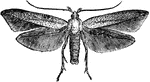 <em>Coleophora malivorella</em> or Apple case-bearer adult moth