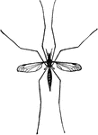 Large flies with many-jointed, slender, thread-like antennae and scarcely shorter maxillary palpi.