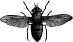 The horse-flies or <em>tabanidae</em>, comprise another set of troublesome creatures, of medium or large size. They have short, broad heads, enormous eyes, and short, though many jointed, feelers. The abdomen is oval, a little flattened, and the body convex and powerful. The mouth parts are well developed, consisting of a series of five sharped-pointed lancets so rigid that they readily pierce the skin and draw blood almost as soon as they touch.
