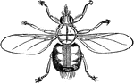 The Olfersia species