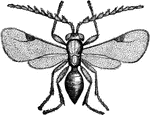 Ceraphron triticum, parasitic in wheat plant-louse