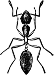 Monomorium pharaonis, can be found in myriads, and nothing is safe from it.