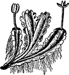 Blasia pusilla. The margin of the thallus bears leaf-like lobes