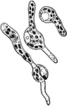 Funaria hygrometrica. Germinating spores.