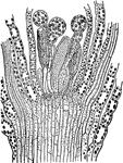 Funaria hygrometrica. Longitudinal section through the summit of a male branch