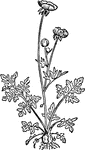 Plant of ranunculus bulbosus, showing determinate inflorescence