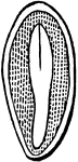 Section of a seed of Barberry, showing the straight embryo in the middle of the albumen.