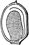 Section of the seed of Mirabilis or Four-o'clock, showing the embryo coiled round the outside of the albumen.