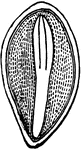 Section of a Pine-seed, showing its polycotyledonous embryo in the centre of the albumen; moderately magnified.