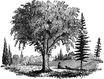 An American Elm, with Spruce-trees, and on the left Arbor Vitae.
