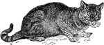 A cat, from Egypt, kept as a pet and used in pest population-control.