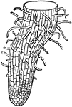 Lower end of Maple root magnified, the root seen just as root-hairs are beginning to for a little behind the tip.