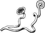Tips of a tendril, showing the disks by which they hold fast to walls.