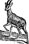 Antelopes of the genus Gazella.