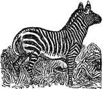 African mammals having a distinguishing dark stripe over white background