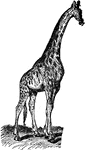 A large mammal, with distinguishing spots, that has an elongated neck and tongue used to forrage among the conpies.
