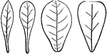 From left to right: Oblanceolate, spatulate, obovate, wedge-shape.