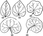 From left to right: Various forms of radiatte-veined leaves.