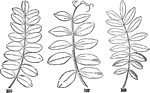 From left to right: Pinnate with odd leaflet, Pinnate with a tendril in place, Pinnate with even pairs.