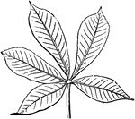 Palmate leaf of five leaflets of the Sweet Buckeye.