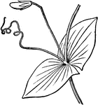 Leaf of Lathyrus Aphaca, consisting of a pair of stipules and a tendrils.