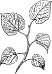 Alternate leaves, in Linden, Lime-tree, or Basswood.