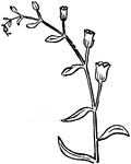 Diagram of analogous scorpioid cyme, with alternate leaves or bracts.
