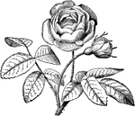 A <em>flos plenus</em>, namely, a full double flower of Rose.
