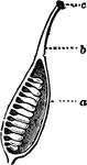 A pistil; with ovary, <em>a</em>, half cut away, to show the contained ovules; <em>b</em>, style; <em>c</em>, stigma.