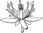 Flower of Sedum ternatum.