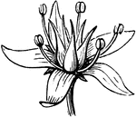 Flower of a Crassula.