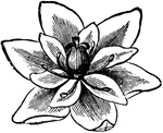 Pistillate flower of Moonseed.