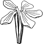 Polypetalous corolla of Soapwort, of five petals with long claws or stalk-like bases.