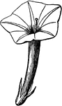 Flower of Ipomoea coccinea; limb almost <em>entire</em>.