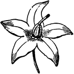 Wheel-shaped or rotate and five-parted corolla of Bittersweet, Solanum Dulcamara.