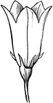Flower of a Camanula or Harebell, with a campanulate or bell-shaped corolla.