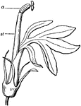 Flower of Lobelia cardinalis, Cardinal flower; corolla making approach to the ligulate form; filaments (<em>st</em>) monadelphous, and anthers (<em>a</em>) syngenesious.