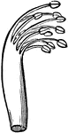 Diadelphous stamens of a pea-blossom.