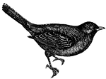 The blackbird is shy and artful by nature, and shows extreme caution in approaching any object of suspicion.