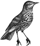 The song thrush has enjoyed great reputation, not for its vocal powers, but for the deliacy of its flesh... (Figuier, 1969).