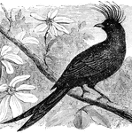 The tufted Drongo is a great destroyer of bees, (Figuier, 1969).