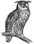 Horned owls are distinguished by two tufts or horns of feathers placed on each side of their head.